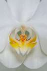 White Orchid Art Print